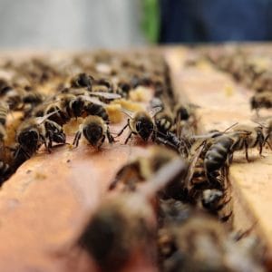 Essaim d'abeille La Vallée Des Abeilles